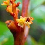 Endiandra sebertii Flor