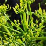 Pastinaca lucida Flor