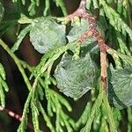 Cupressus pendula Frucht