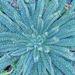 Echium asperrimum Leaf