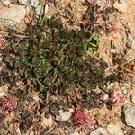 Trifolium physodes Hábitos