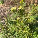 Tagetes minutaLeaf