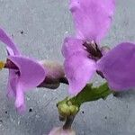 Iberis umbellata Flower