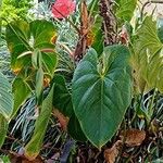 Anthurium faustomirandae Листок