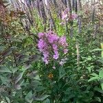 Phlox maculata Fleur