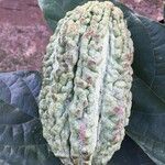 Theobroma cacao 果