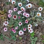 Argyranthemum frutescens Blomma