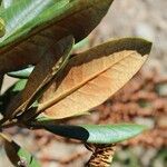 Rhododendron taliense Leaf