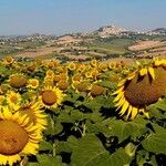 Helianthus annuusKvět