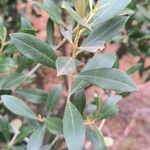 Olea europaeaList