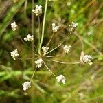 Trocdaris verticillatum Floare