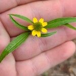 Sanvitalia abertii Flower