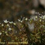 Sedum monregalense Blomma