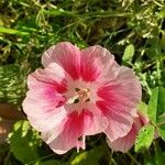 Clarkia amoena Blüte