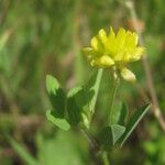 Trifolium campestreFlors