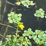 Ludwigia peploides Blomma