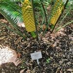 Encephalartos villosus പുഷ്പം