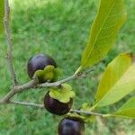 Diospyros inconstans Fruit