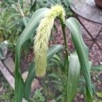 Setaria italica花