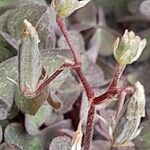 Oxalis corniculata Plod