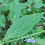 Campanulastrum americanum Lapas