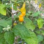 Solanum erianthum Owoc