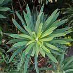 Euphorbia amygdaloides Blatt