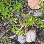 Ernodea littoralis Fruto