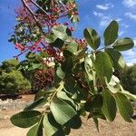 Pistacia terebinthus Gyümölcs