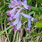 Corydalis incisa Floare