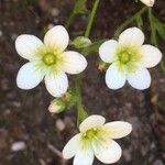 Saxifraga hypnoides Λουλούδι