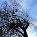 Populus tremula Blad