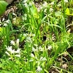 Allium triquetrum Habitus