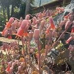 Kalanchoe fedtschenkoi Flower