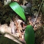 Allium tricoccum Feuille