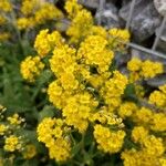 Alyssum murale Floare