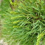 Narthecium ossifragum Hoja