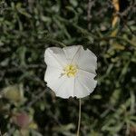 Convolvulus lanuginosus Fleur