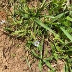 Sisyrinchium rosulatum 葉