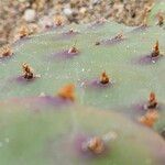 Opuntia humifusa その他の提案