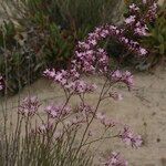 Limonium insigne Habit