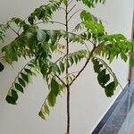 Clausena anisata Blatt