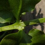 Ceratopteris cornuta Leaf