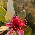 Acca sellowiana 花