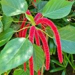 Acalypha hispidaFeuille