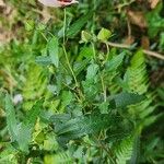 Pavonia hastata Leaf