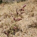Eragrostis superba Цвят
