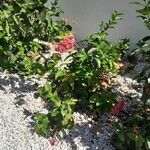 Ixora finlaysoniana Flower