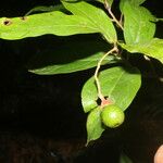 Nectandra umbrosa Fruit