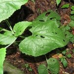 Lunaria annua 葉